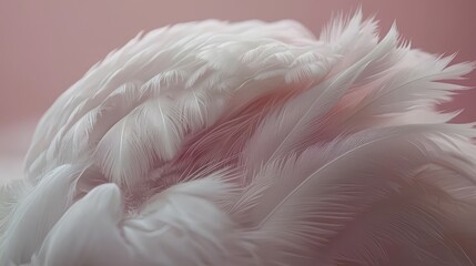 Poster - Close up of a bird's feathers, with a pink background. The feathers are white and appear to be fluffy, giving the impression of a soft and delicate texture