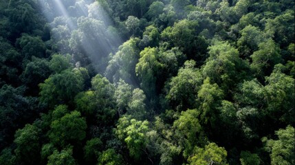 Poster - Aerial perspective captures the lush canopy of a tropical forest with sunlight streaming through the trees, creating intricate patterns and textures in the foliage