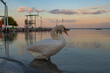 © Géza - A photo of a white swan standing in the water