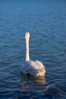 © Géza - A photo of a white swan floating in the water