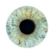 © Michael - Super close-up of female green coloured closed iris. Structural and anatomical details of human eye on white background.