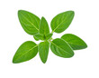 © Easy - Fresh oregano sprig
