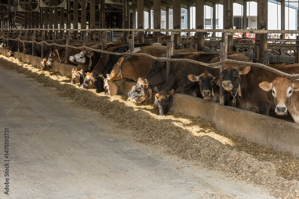 Jersey dairy cows eating silage in a freestall barn. Stock Photo ...