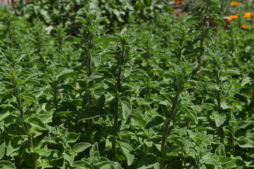 Naklejka na meble Os vinhos e vinhedos de Mendonça, Argentina.