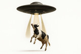 Cow being abducted by UFO alien spaceship with glowing beams, white background