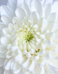 Fototapete - 中央に配置された白い菊が、淡いグレーの背景に溶け込むように咲き、ディテールが際立つ印象的なクローズアップ

