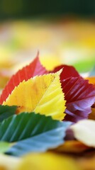 Wall Mural - Autumnal leaves in vibrant colors close up shot showcasing the beauty of nature during fall season in a park