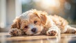 © Jotch - Adorable maltipoo puppy lies on its side with its belly up, paws twitching gently as it sleeps peacefully in a sunny spot, pet love, adorable animal