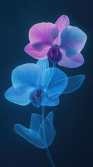 Poster - Two Orchids Displaying Translucent Petals in Blue and Purple Tones on a Dark Background Vertical Composition