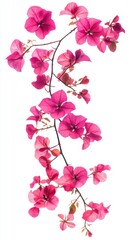 Poster - Isolated Bougainvillea Branch on White Background Studio Shot Pink Petals Delicate Translucent Floral
