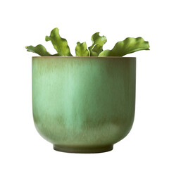 Poster - A decorative green plant in a stylish ceramic pot. The succulent leaves elegantly protrude from the vessel