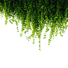 Poster - Close up of vibrant green foliage cascading downward, creating a lush, natural backdrop. The leaves are arranged in a cascading pattern, creating a sense of movement and vitality