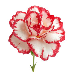 Poster - beautiful red and white carnation flower with water droplets, showcasing its delicate petals and vibrant colors. This floral arrangement adds touch of elegance and freshness to any setting