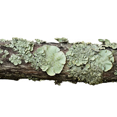 Poster - Macro shot of a branch covered with green lichen, showcasing natural textures and patterns. The branch displays a variety of lichen formations, adding depth and complexity