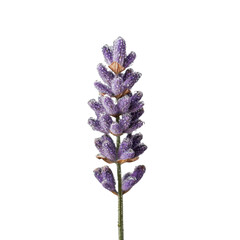 Aufkleber - Lavender flower with vibrant purple petals and green stem, showcasing delicate details and textures. This captures essence of nature beauty and tranquility