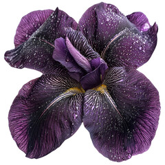 Aufkleber - vibrant purple iris flower with intricate petals and water droplets, showcasing its natural beauty and elegance. rich colors and textures create stunning visual impact