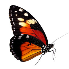 Poster - vibrant butterfly with striking orange and black wings, showcasing intricate patterns and textures. Its delicate features and colorful design evoke sense of beauty and nature artistry
