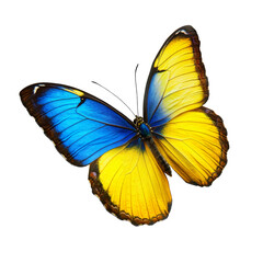 Aufkleber - vibrant blue and yellow butterfly with intricate wing patterns, showcasing its beauty in nature. This stunning insect symbolizes transformation and grace