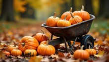 Pumpkins In A Wheelbarrow Free Stock Photo - Public Domain Pictures