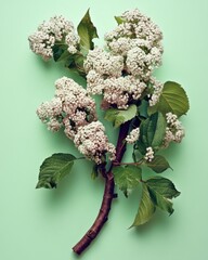Poster - Viburnum branch with white flowers and green leaves on a light green background, studio shot, botanical, top down view