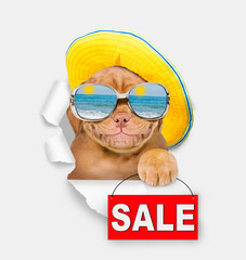 Leinwandbilder - Funny Mastif puppy wearing mirrored sunglasses and summer hat looking through the hole in white paper and showing signboard with labeled 
