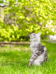 Poster - Adult maine coon cat hunting on green summer grass and looking away and up