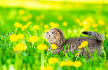 Aufkleber - Tiny tabby kitten looks at  dandelion on green lawn