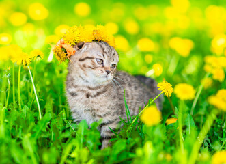 Aufkleber - Tiny kitten wearing wreath of dandelions stands on green lawn