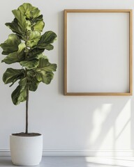 Poster - Fiddle Leaf Fig Plant in White Pot Next to Empty Picture Frame on White Wall Interior Still Life
