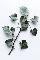 Poster - Silver Buffalo Currant branch lays flat on white background studio shot botanical still life nature photography