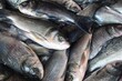 © FISH - fresh rohu and catla carp fish ready for sale in Indian fish market