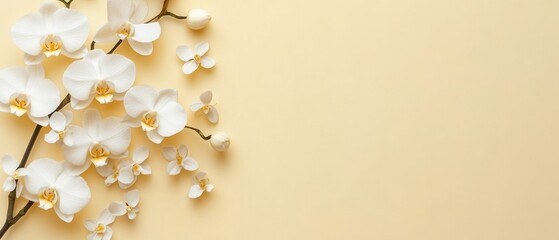 Poster - Elegant White Orchid Blossoms on Branch Flat Lay with Copy Space for Text or Graphic Design on Beige Background