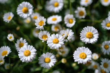 Poster - A field of delicate white daisies basking in sunlight, their yellow centers vibrant against the green foliage.  Close-up view showcasing the intricate details of each blossom. : Generative AI