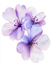 Poster - Three translucent purple flowers close up on white background floral still life delicate petals stamens