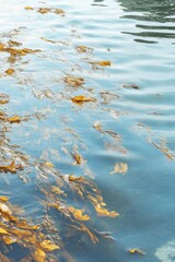 Poster - Kelp Floating in Calm Blue Water Surface View from Above in Coastal Area of the Pacific Northwest