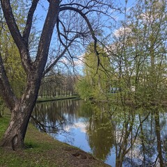  Tranquil park scene with central reflective pond surrounded by lush trees and large canopy tree, bright sunlight over peaceful grassy area, concept of wellness, travel, nature retreat