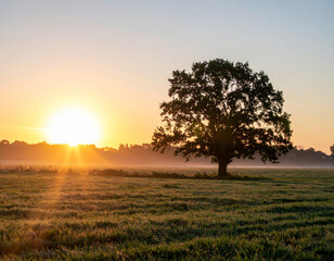 Wall Mural - solitary tree stands in vast field at sunrise, surrounded by mist and soft light, creating serene an