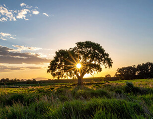 Wall Mural - majestic lone tree stands in vibrant field at sunset, with sun rays shining through its branches, cr
