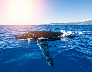 Wall Mural - majestic humpback whale swims gracefully in clear blue ocean, showcasing its powerful presence against vibrant backdrop of sky and distant land. scene evokes sense of wonder and tranquility