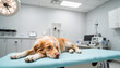 © Alla - Dog lying on operating table in veterinary clinic during consultation