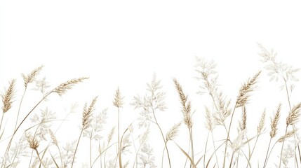  Natural Dried Grass Stems on White Background for Minimal Design