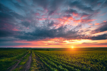Poster - Cultivated fields stretch towards the horizon, where vibrant colors of sunset paint the sky in a calm rural landscape.