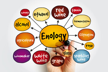 enology is the science and study of wine and winemaking, mind map concept background