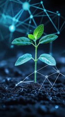 Poster - Sprout in soil with digital network overlay, low angle, studio shot, conceptual growth and technology