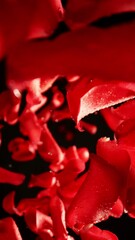 Poster - Super Slow Motion of Falling Rose Petals with Water Drops on Black Background. Camera Rotating Around. Filmed on High Speed Cinema Camera, 1000 fps. Vertical Aspect Ratio.