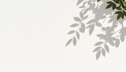 Poster - natural shadow patterns on white background nature scene digital artwork minimalist environment top-