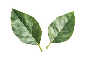 Poster - Close-up view of two green leaves with visible veins and yellow stems, detailed leaf structure, isolated on transparent background