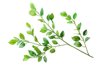 Poster - Detailed view of a vibrant green leafy branch, showcasing its intricate leaf structure and stem, isolated on transparent background