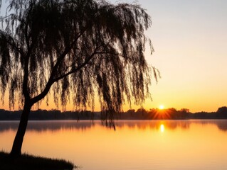 Wall Mural - willow tree by still water at sunrise