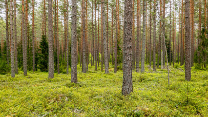  Northern forest landscape in spring Wild deep forest.